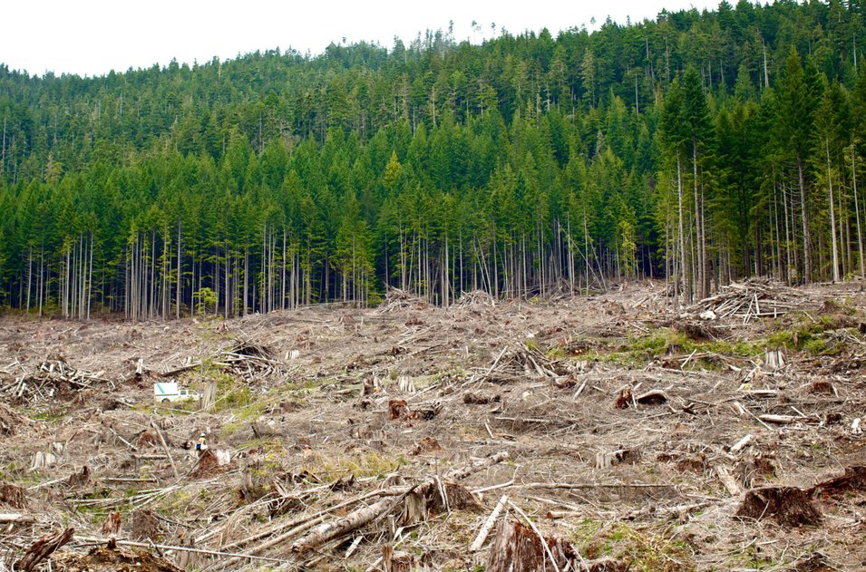 Working to Reforest Western Canada with One Tree Planted